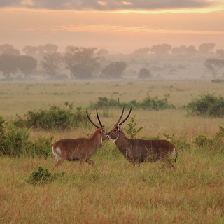 Queen Elizabeth - Waterbucks